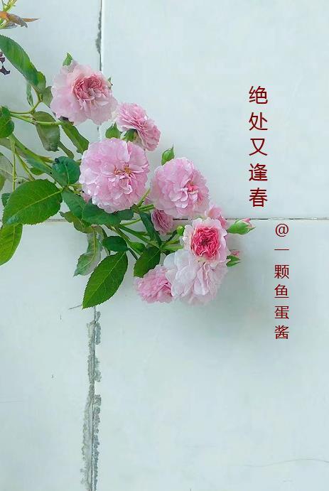 绝处又逢春 绝处又逢春